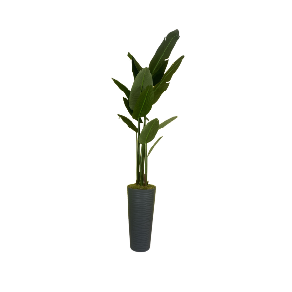 Strelitzia Reginae (Starliçe) Cennet Kuşu Çiçeği - Uzun