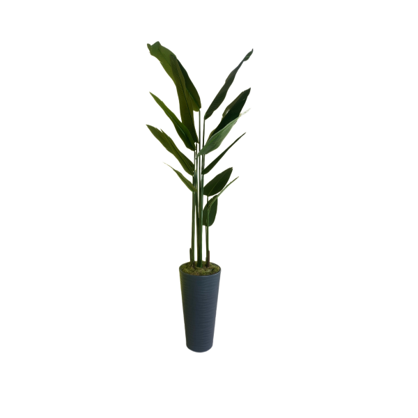 Strelitzia Reginae (Starliçe) Cennet Kuşu Çiçeği - Uzun - Görsel 2